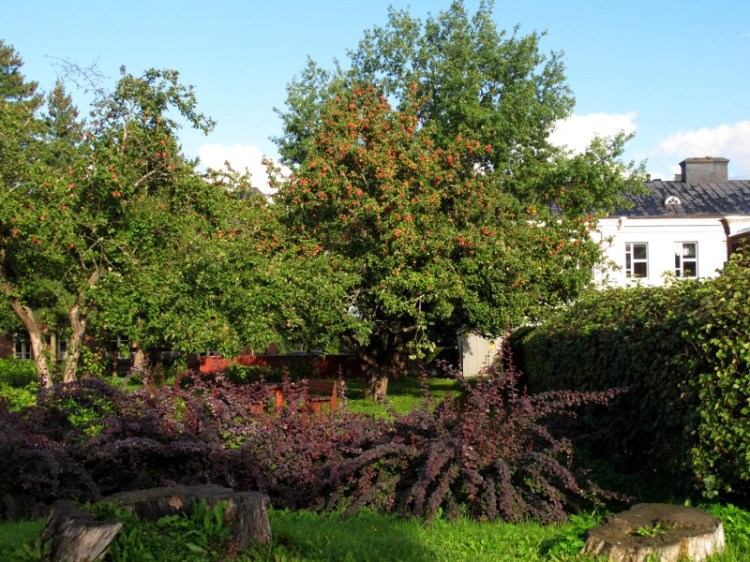 Яблони ломятся под тяжестью красных яблок