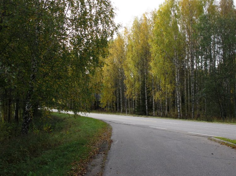 Вдоль дорог стоят желтеющие деревья