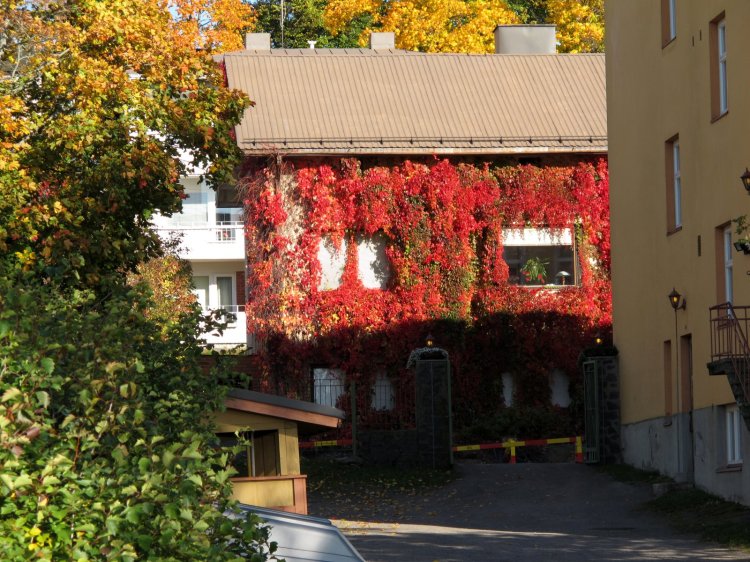 Дом, увитый виноградом