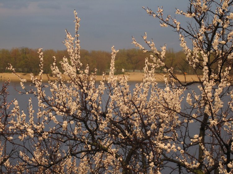 Цветы Цветущие деревья