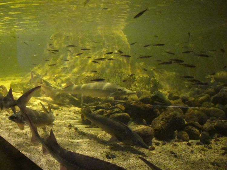 Рыбы в огромном аквариуме