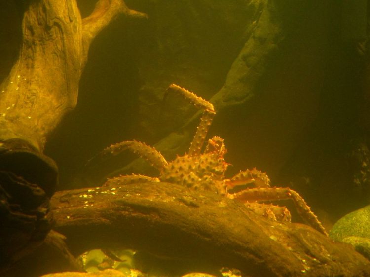 А что тут делает ДАЛЬНЕВОСТОЧНЫЙ краб?!