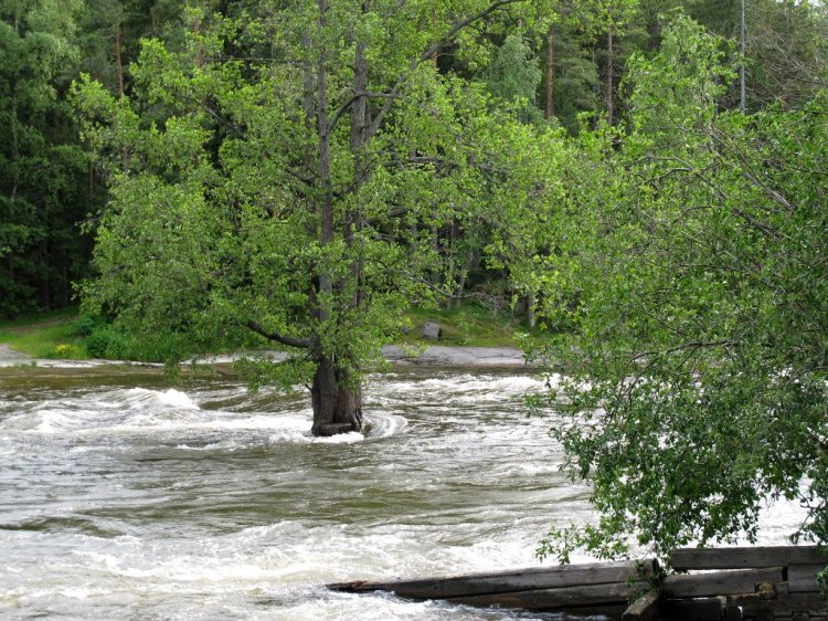 Дерево растет посреди бурной реки