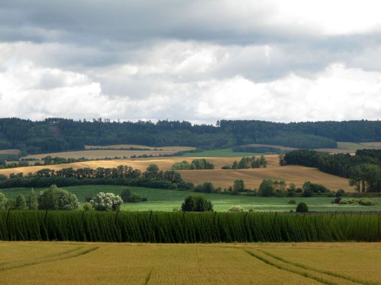 Так выращивают хмель в Крушовице
