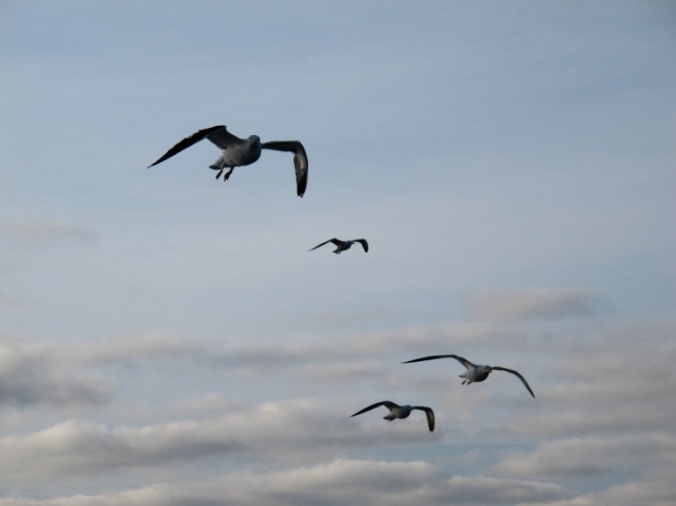 Летят за паромом