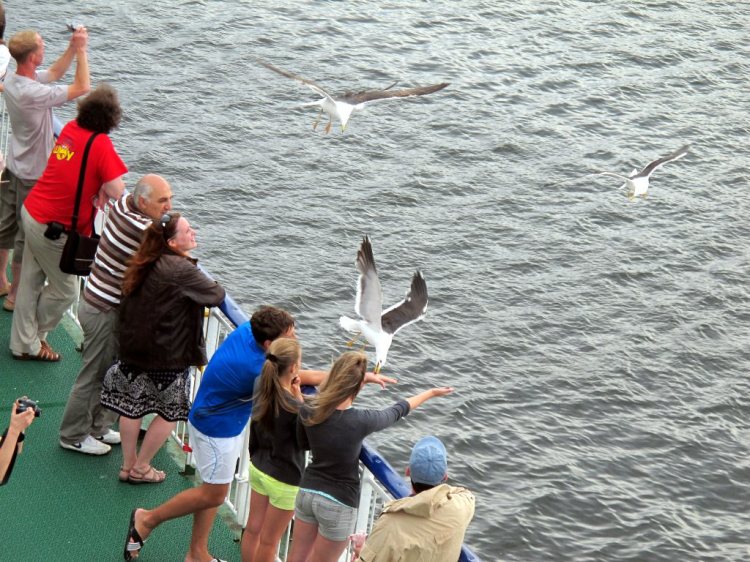 Чайки едят с рук