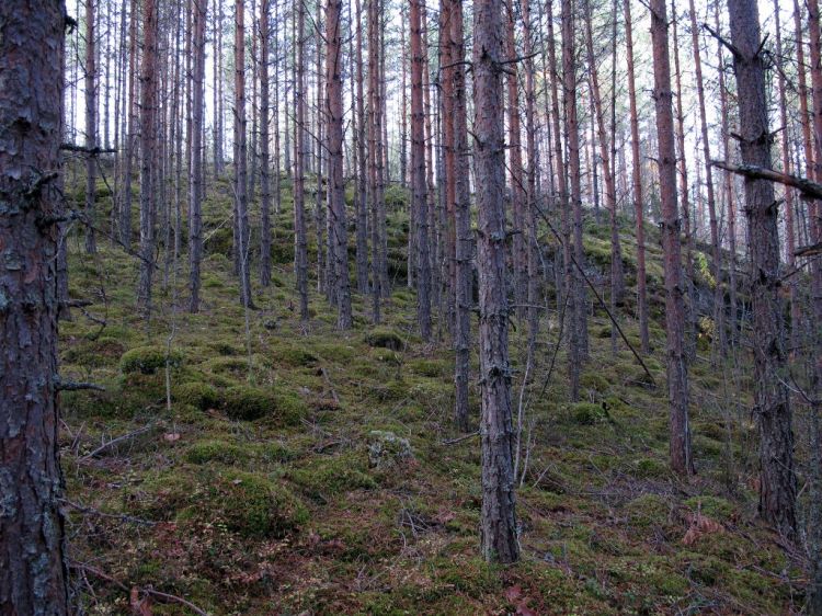 Мрачный лес