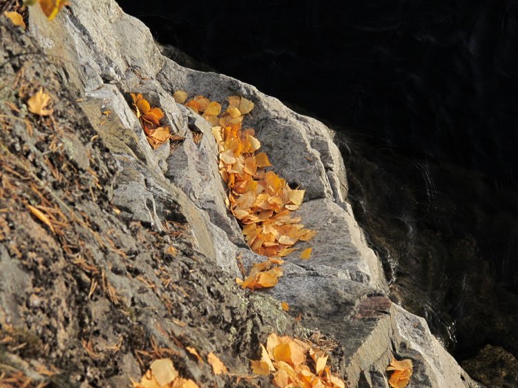 Золото осени