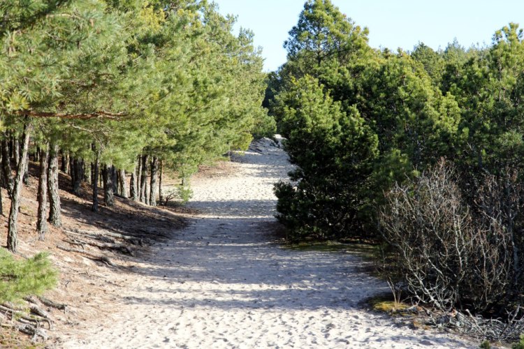 Песчаная тропа