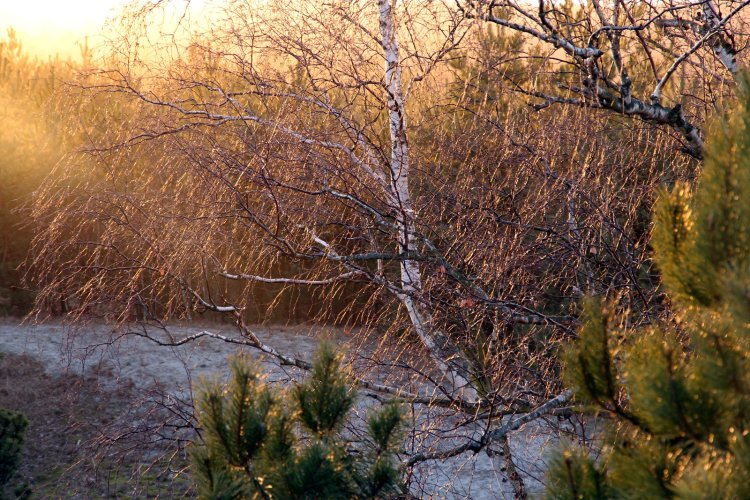 Последние лучи солнца