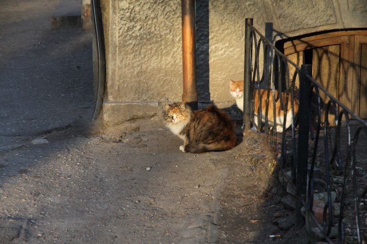 Котики Черняховска