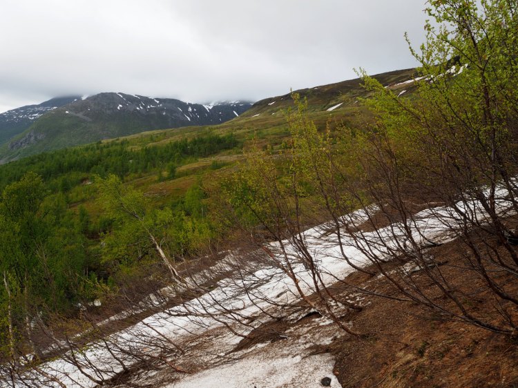 Снежный язык