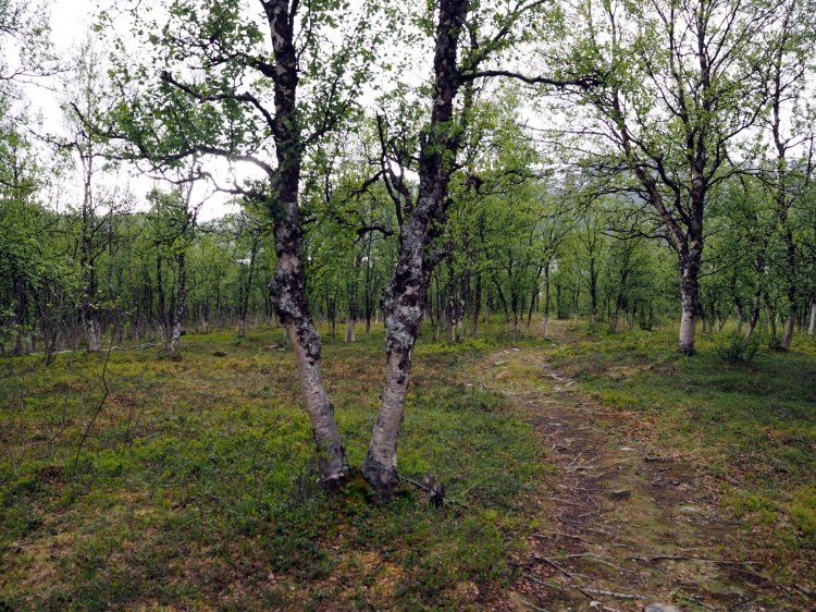 Березовый сад