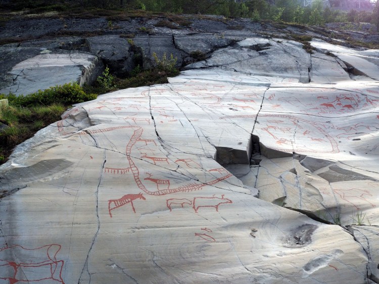 Стада оленей