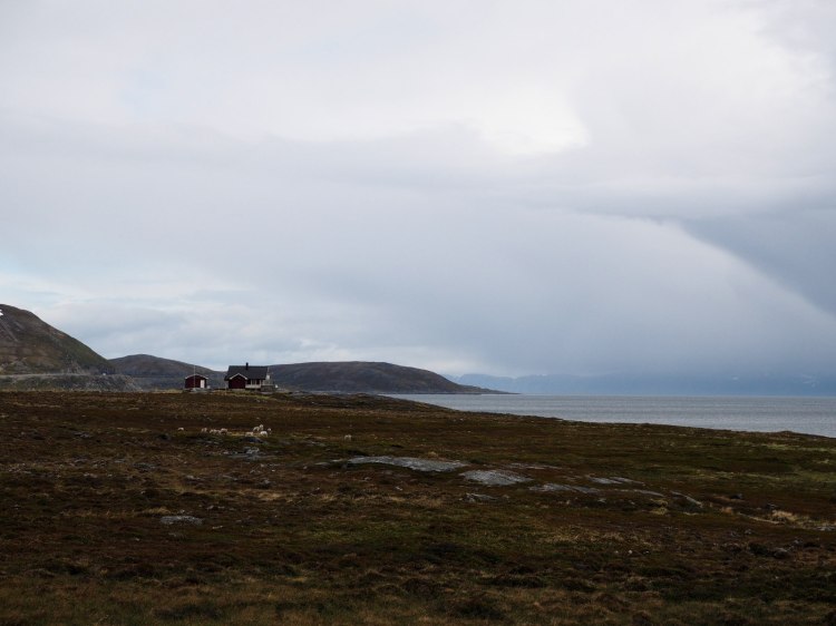 Дом и олени