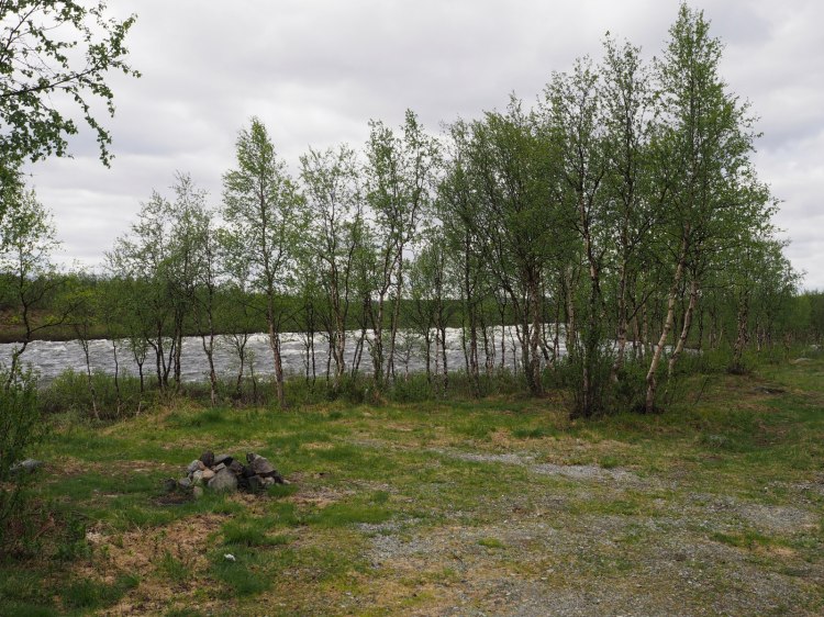 Кривые деревца