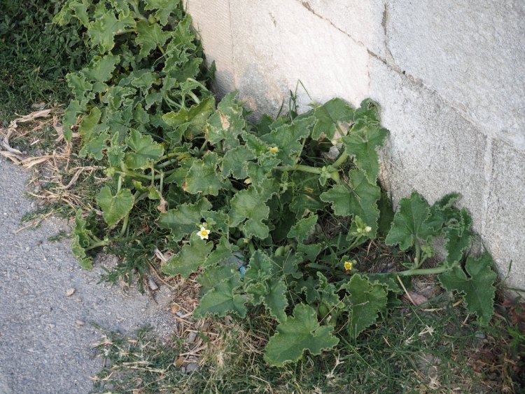 Бешеный огурец