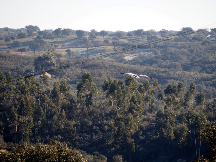 Аист сваливает