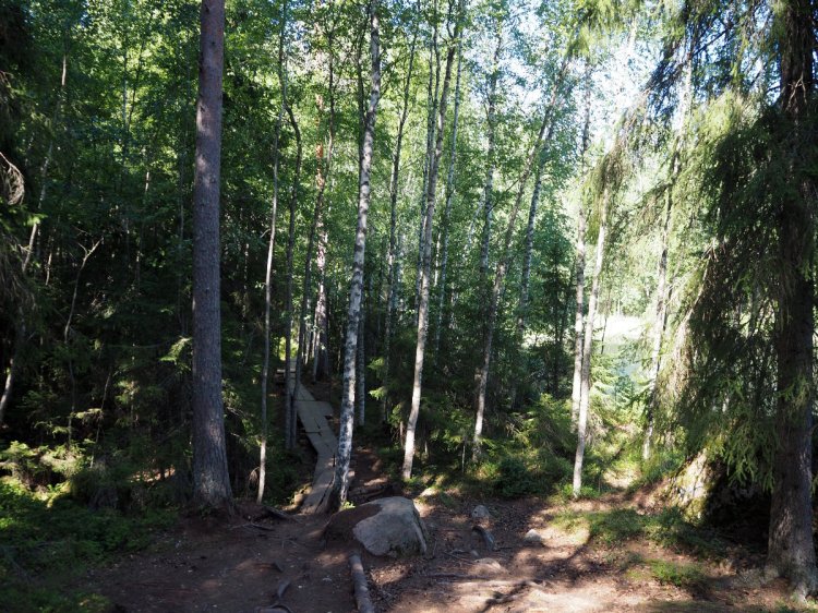 Доски по болоту