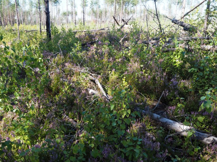 После пожара