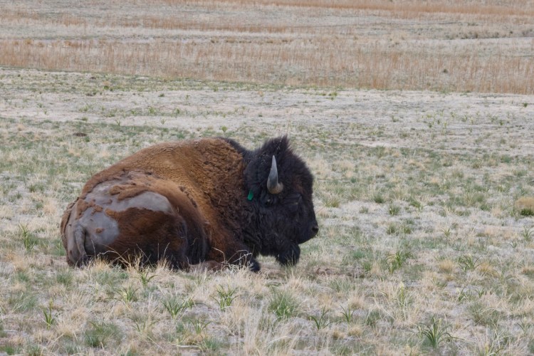Bison