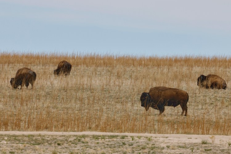 Bisons