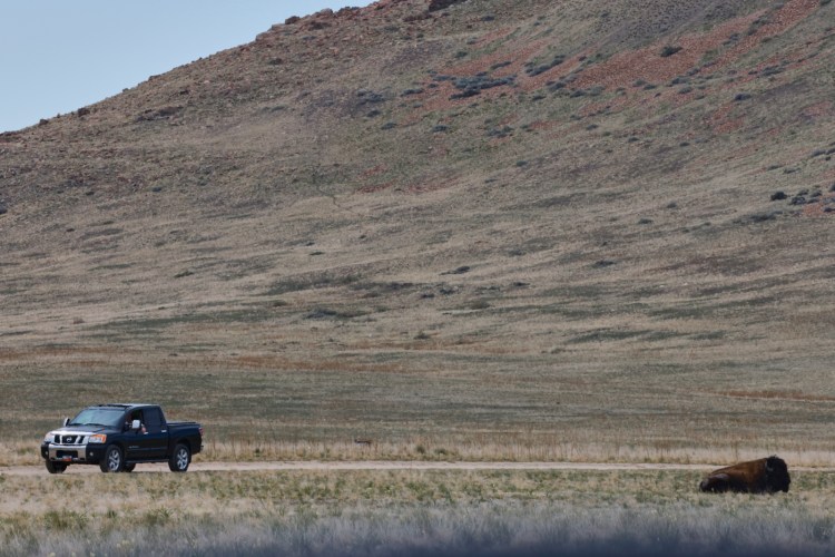 Car and bison