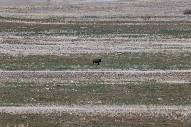 Lonely bison
