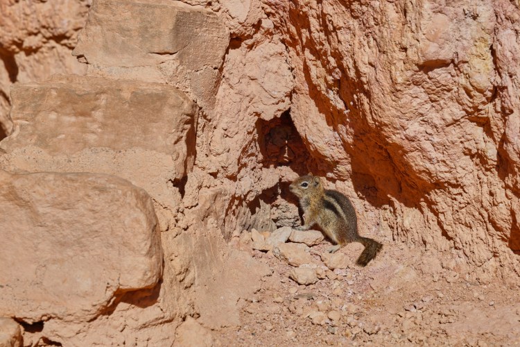 Golden-mantled squirrel